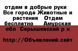 отдам в добрые руки - Все города Животные и растения » Отдам бесплатно   . Амурская обл.,Серышевский р-н